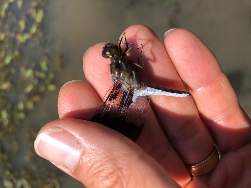 Photo of Common Whitetail