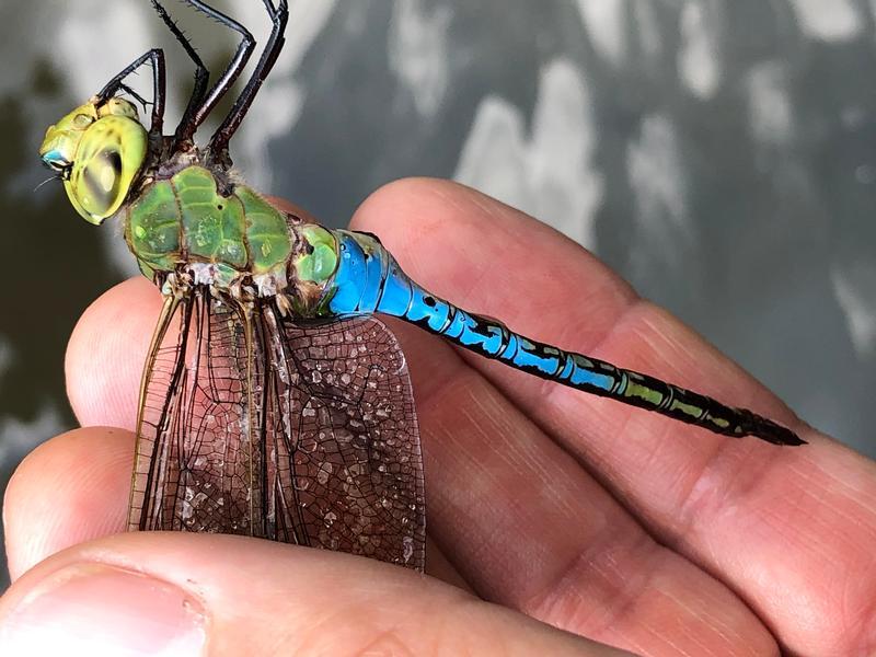 Photo of Common Green Darner