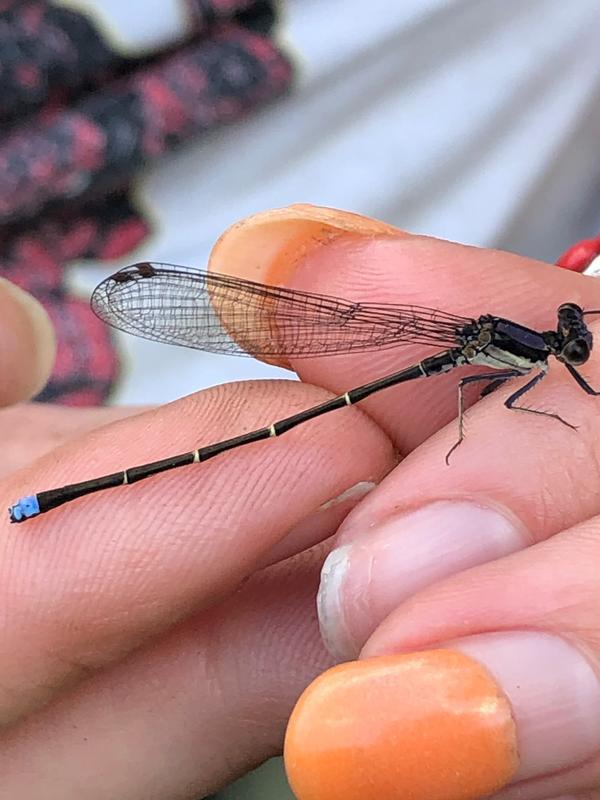 Photo of Blue-tipped Dancer