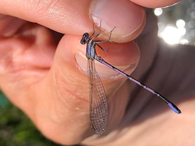 Photo of Variable Dancer (Violet Dancer ssp.)