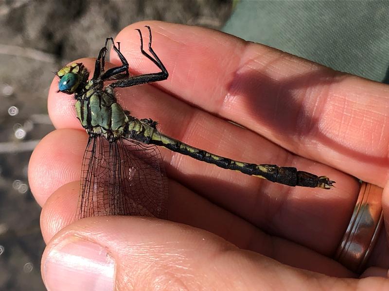 Photo of Unicorn Clubtail