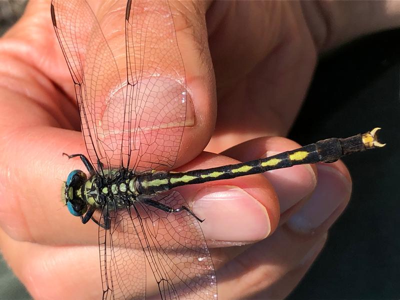 Photo of Unicorn Clubtail