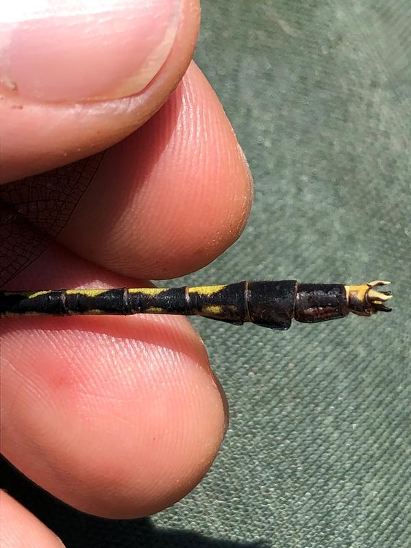 Photo of Unicorn Clubtail