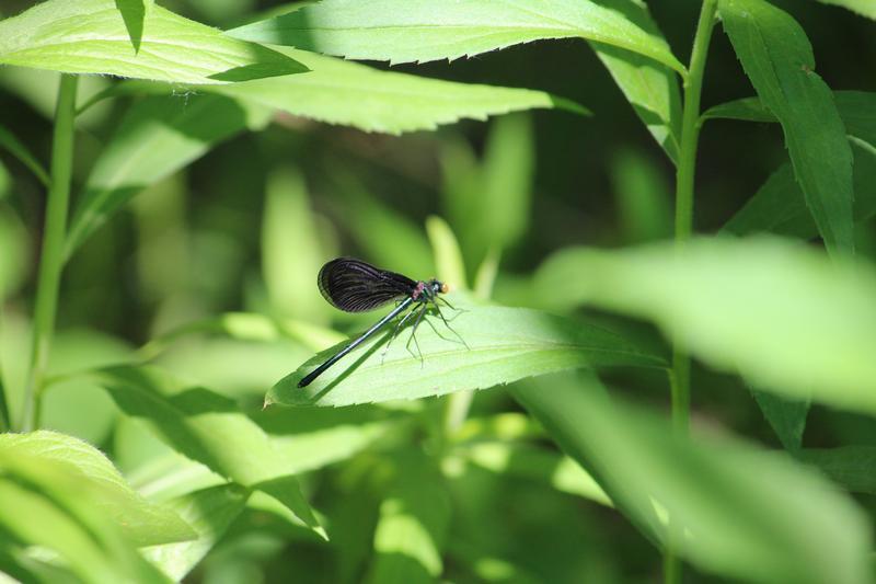 Photo of Ebony Jewelwing