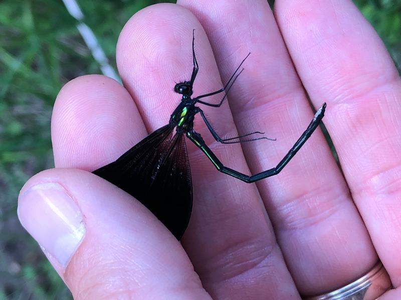 Photo of Ebony Jewelwing