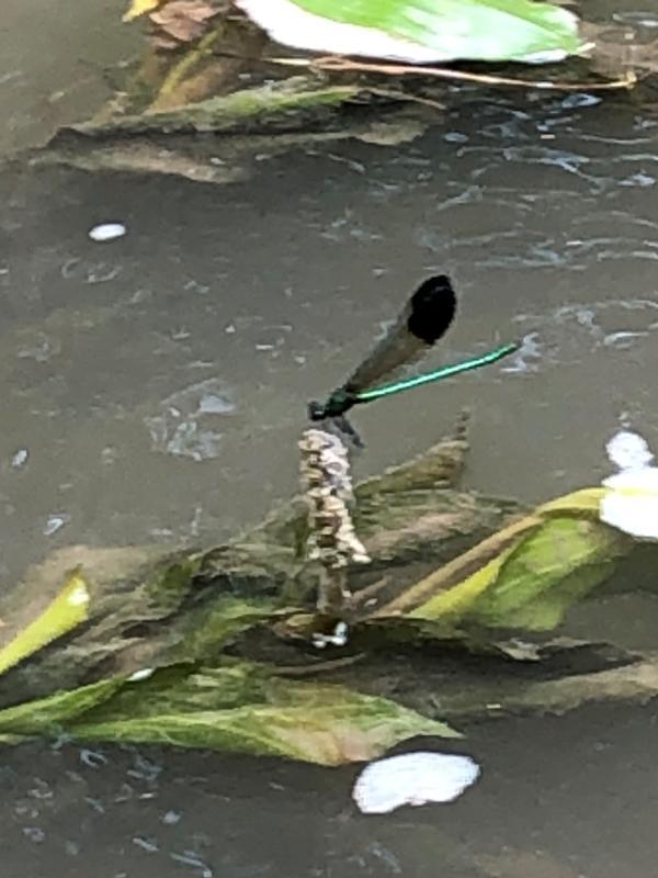 Photo of River Jewelwing