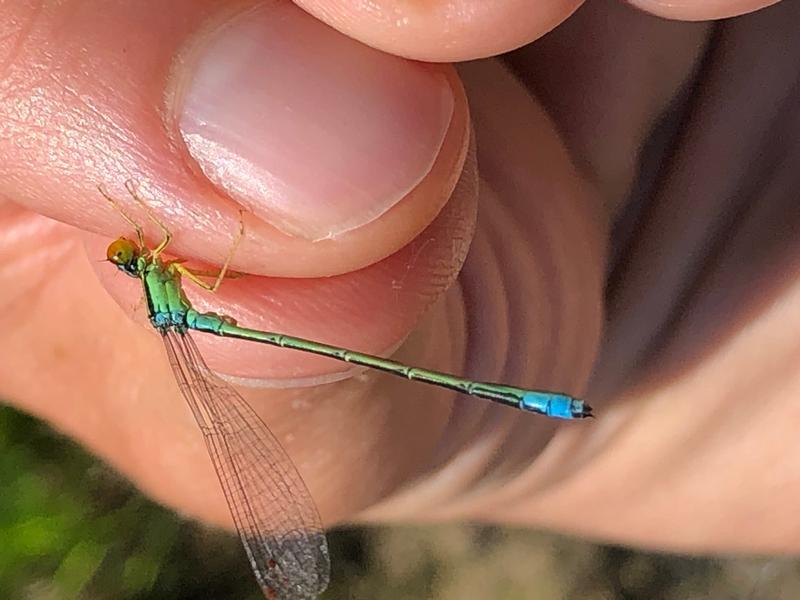 Photo of Rainbow Bluet