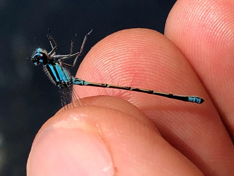 Photo of Skimming Bluet
