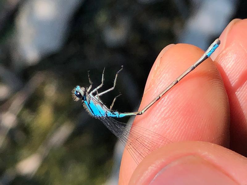 Photo of Skimming Bluet