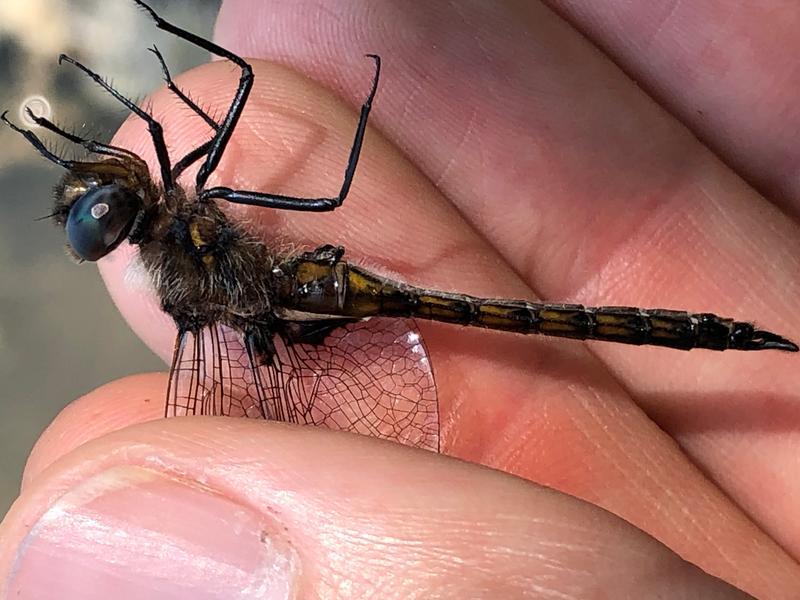 Photo of Common Baskettail