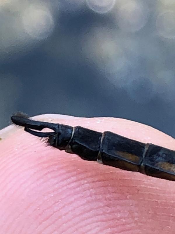 Photo of Common Baskettail
