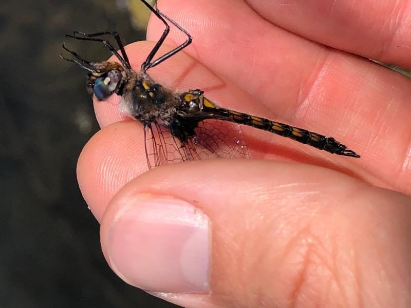 Photo of Common Baskettail