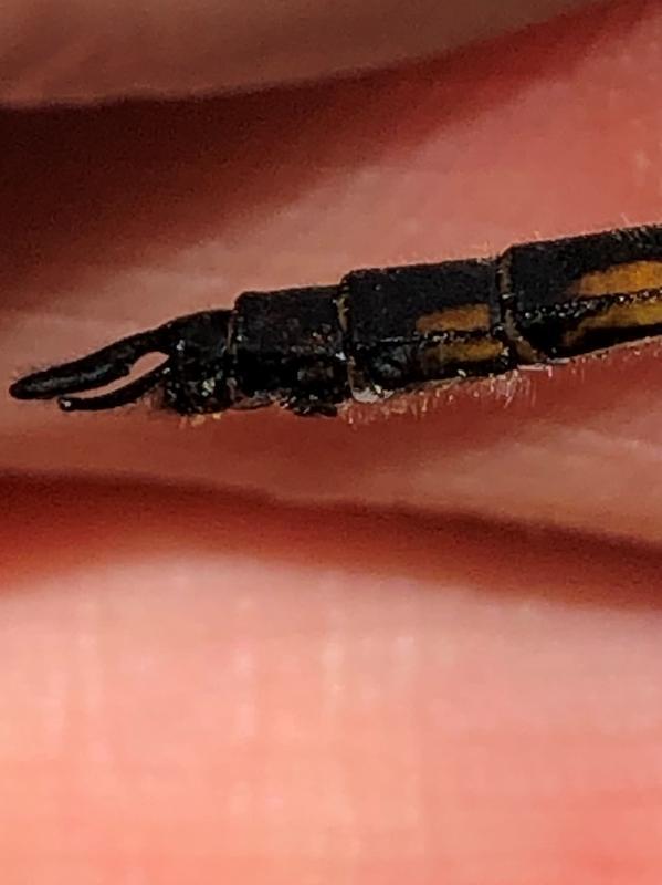 Photo of Common Baskettail