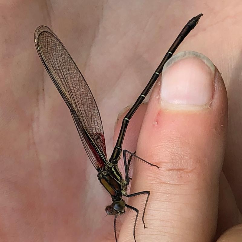 Photo of American Rubyspot