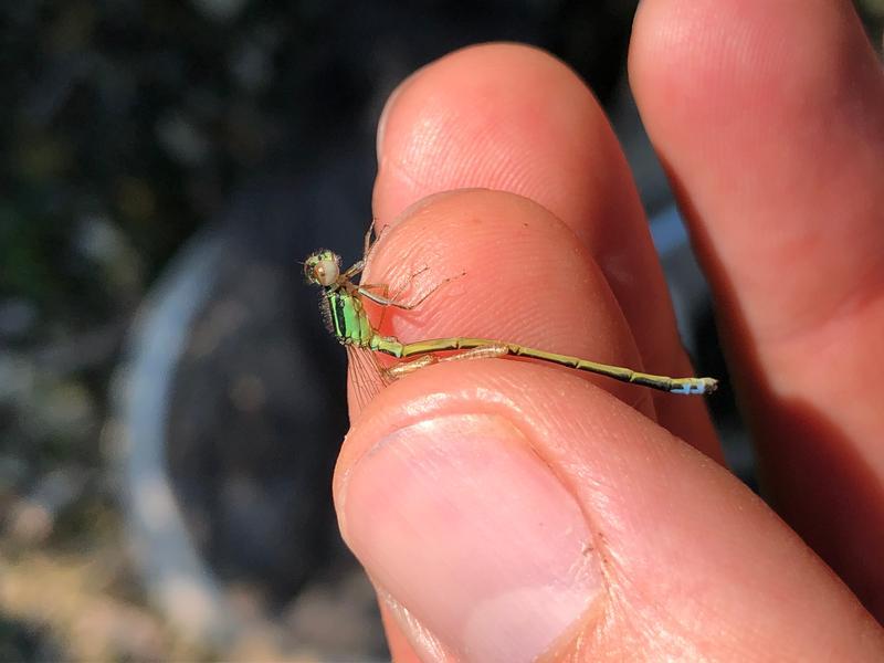 Photo of Eastern Forktail