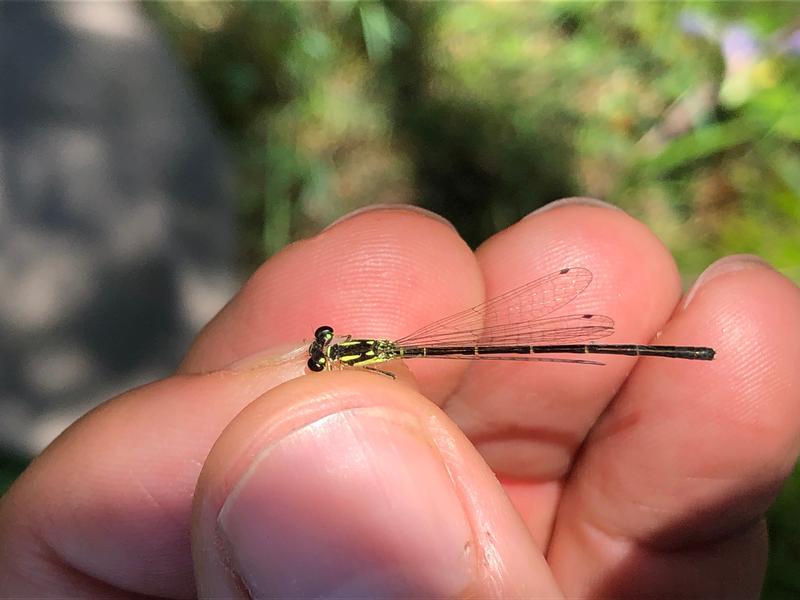 Photo of Fragile Forktail