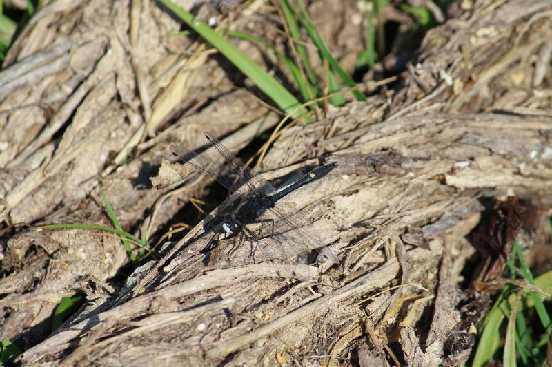 Photo of Dot-tailed Whiteface