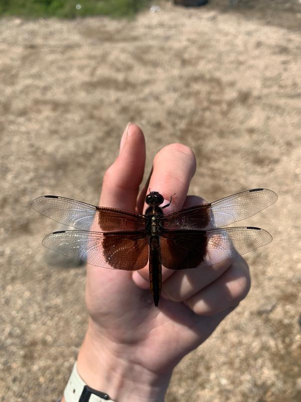 Photo of Widow Skimmer