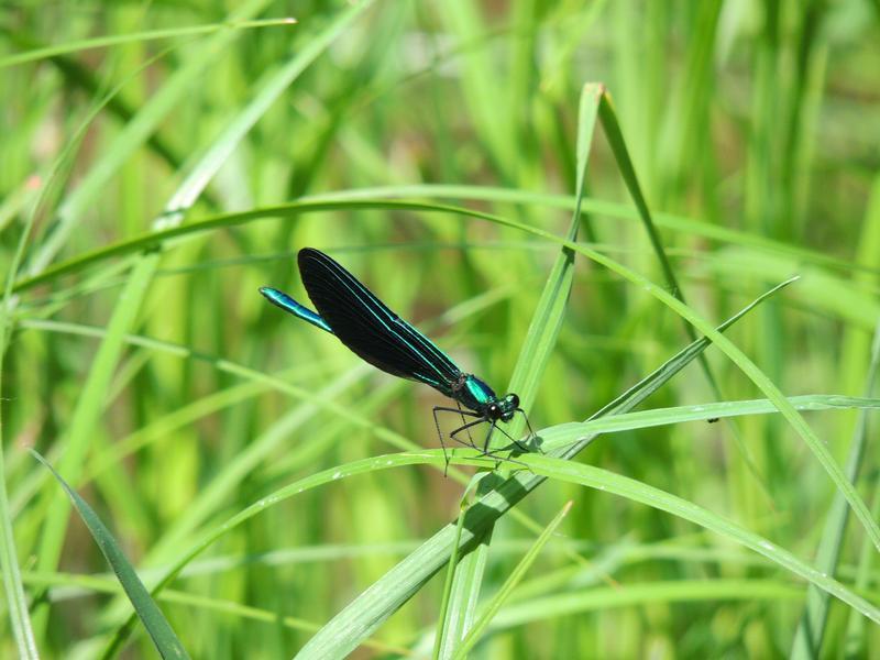 Photo of Ebony Jewelwing