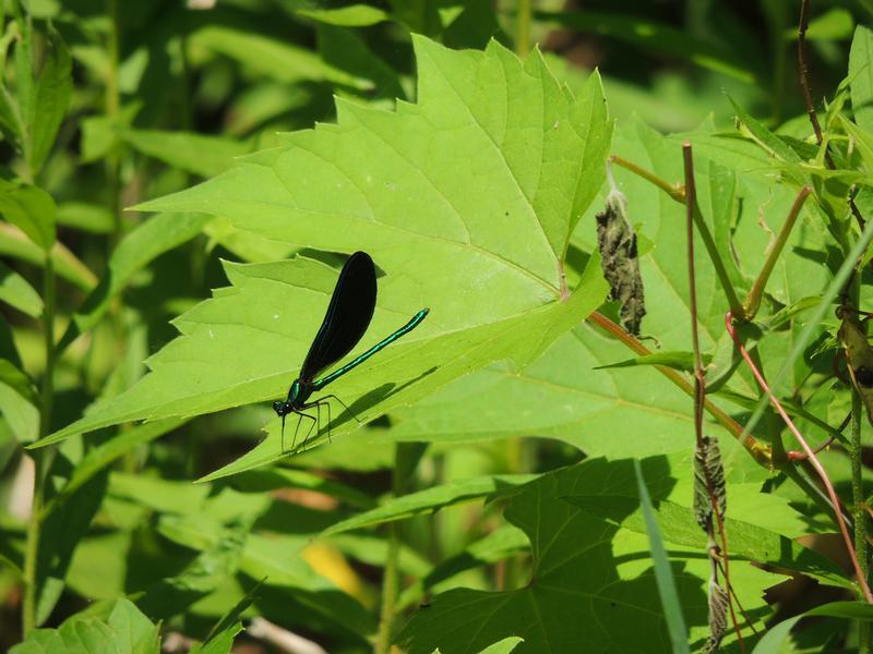 Photo of Ebony Jewelwing