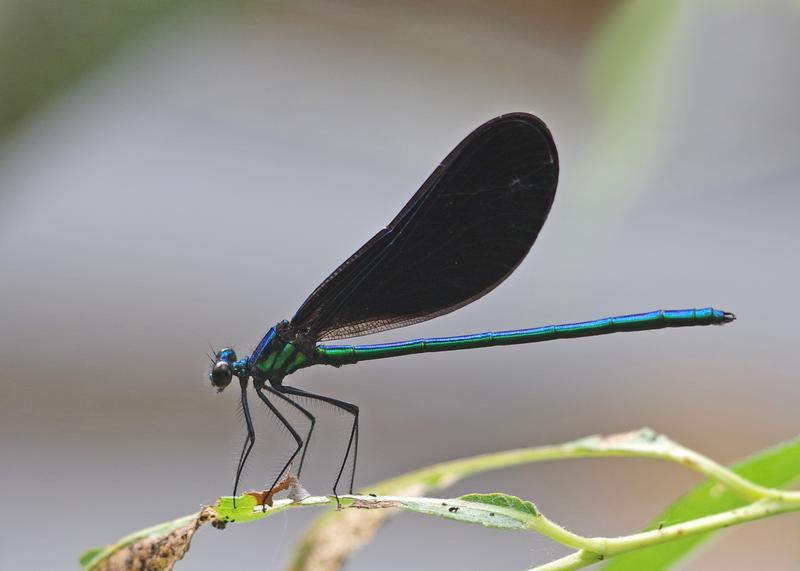 Photo of Ebony Jewelwing
