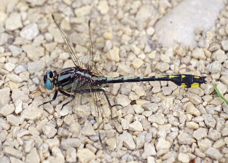 Photo of Midland Clubtail