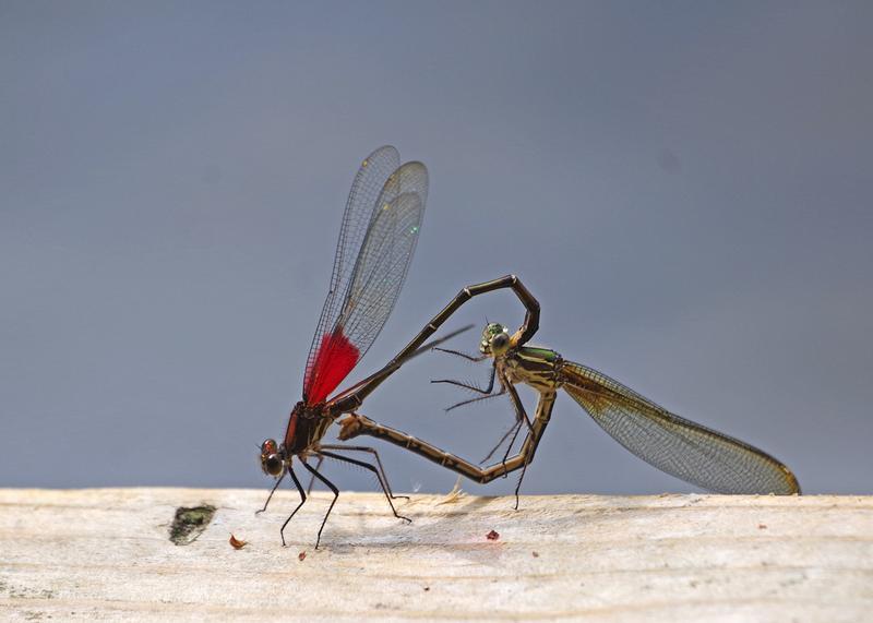 Photo of American Rubyspot