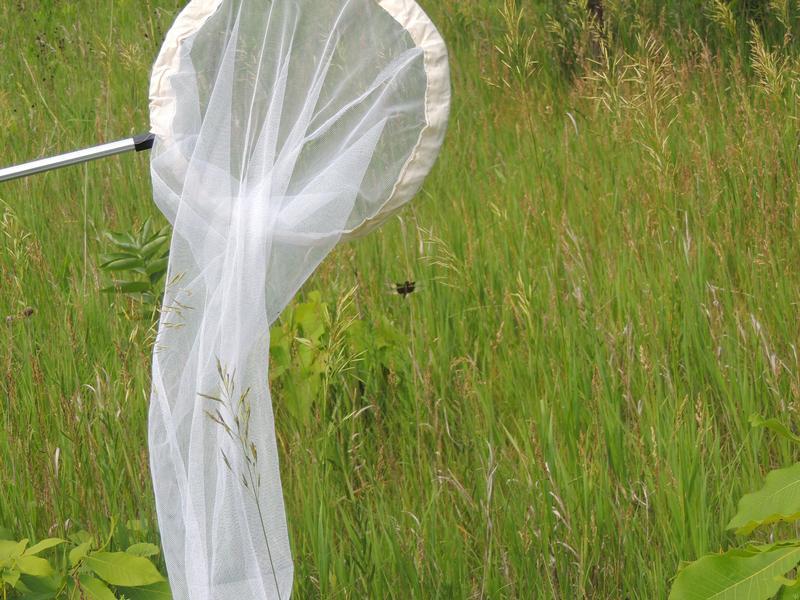 Photo of Widow Skimmer