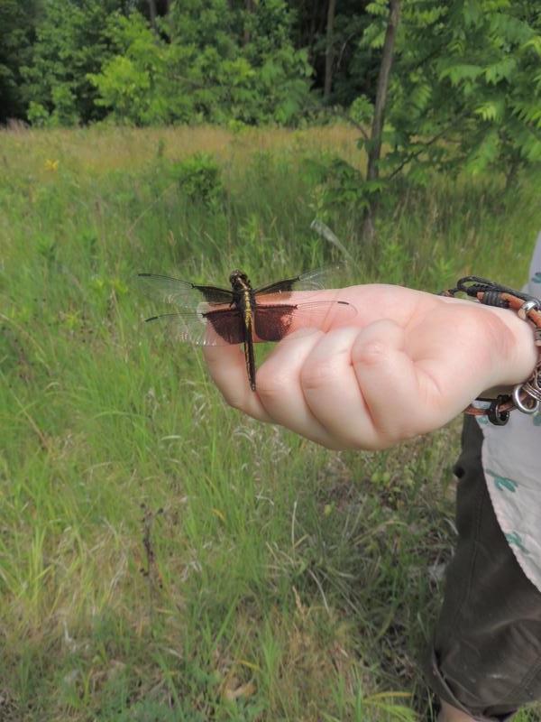 Photo of Widow Skimmer