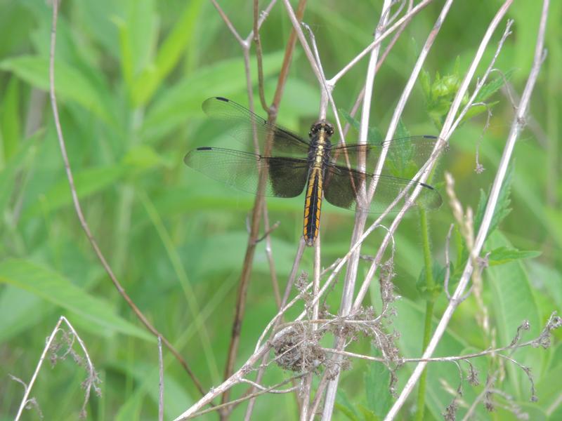 Photo of Widow Skimmer