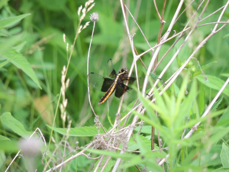 Photo of Widow Skimmer