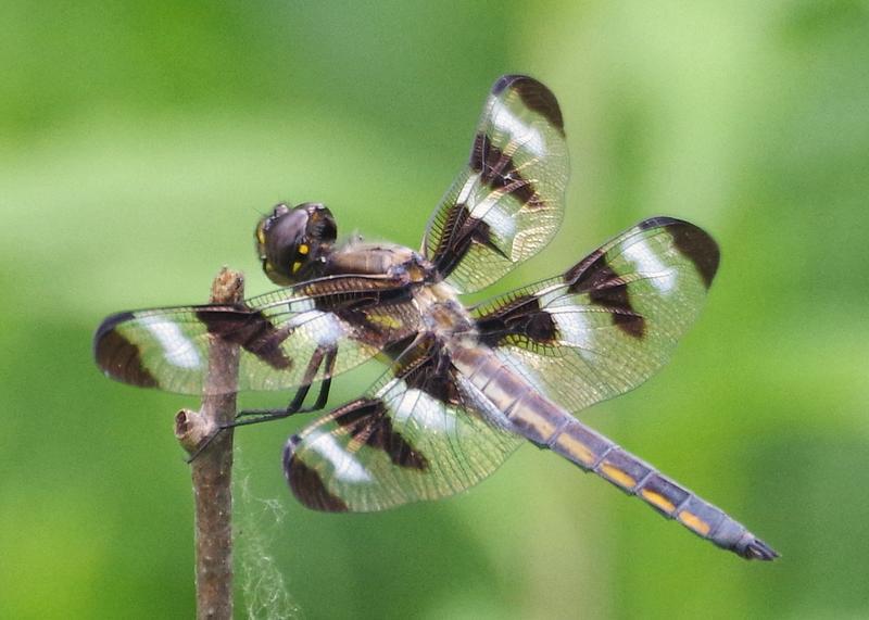 Photo of Twelve-spotted Skimmer