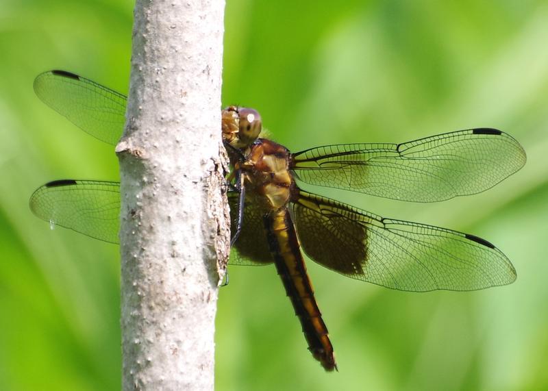 Photo of Widow Skimmer