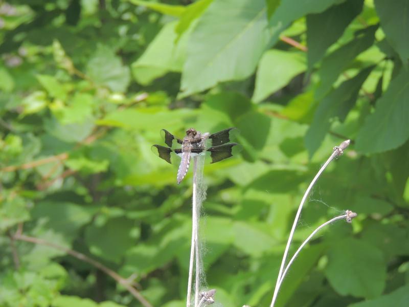 Photo of Common Whitetail