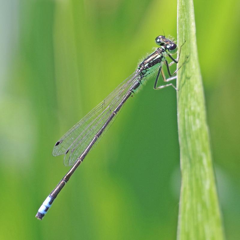 Photo of Eastern Forktail