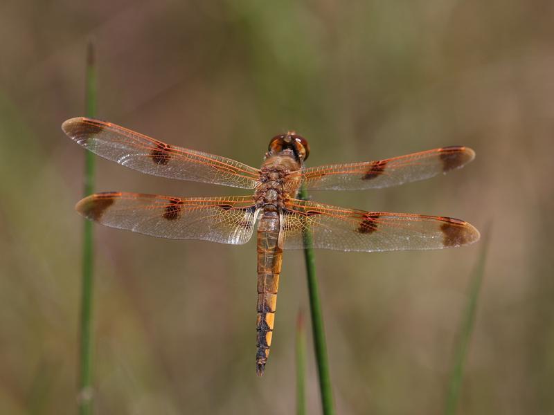 Photo of Painted Skimmer