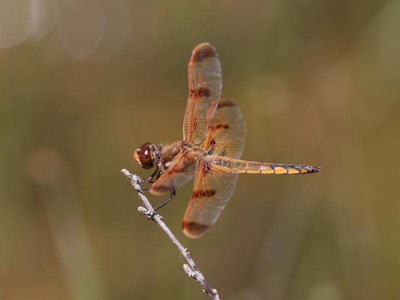 Photo of Painted Skimmer