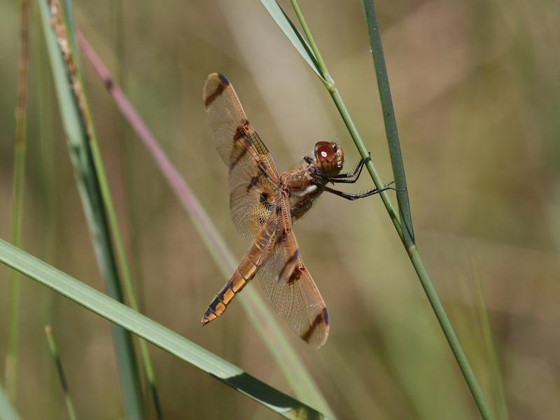 Photo of Painted Skimmer