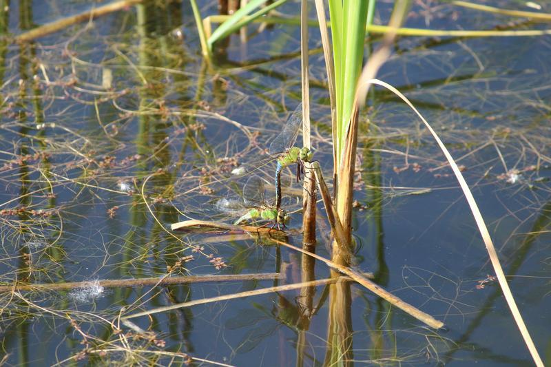 Photo of Common Green Darner