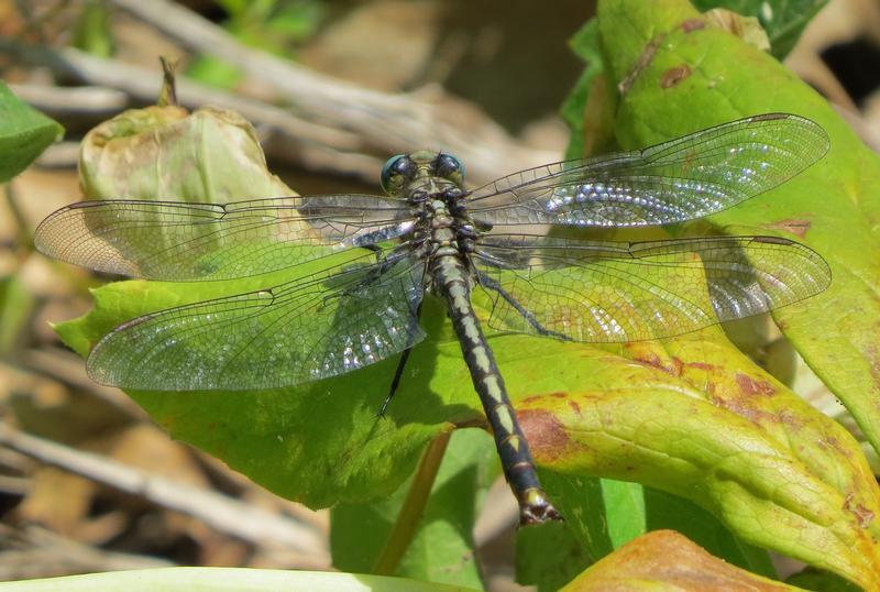 Photo of Horned Clubtail