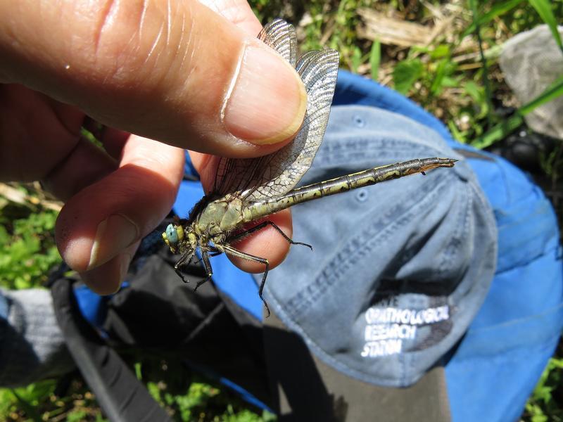 Photo of Horned Clubtail