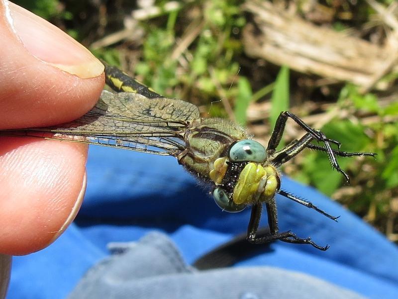 Photo of Horned Clubtail