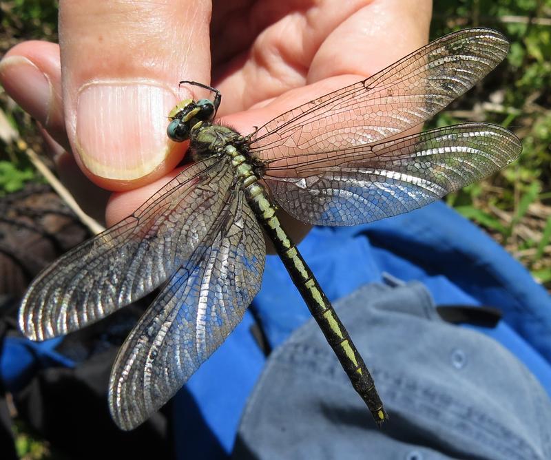 Photo of Horned Clubtail