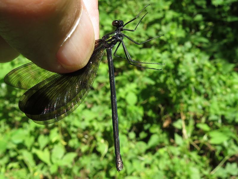 Photo of Ebony Jewelwing