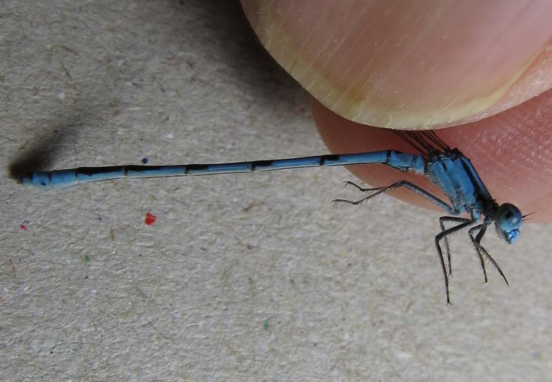 Photo of Hagen's Bluet