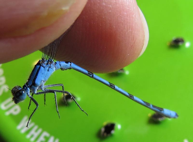 Photo of Marsh Bluet