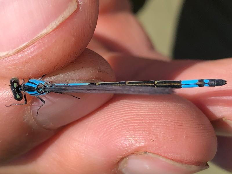 Photo of Azure Bluet