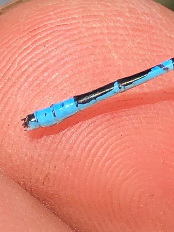 Photo of Marsh Bluet