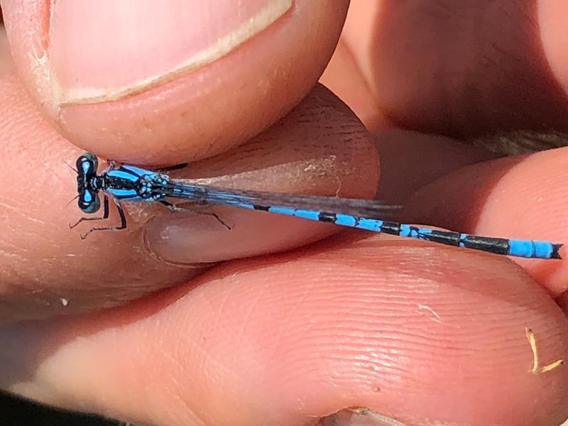 Photo of Marsh Bluet