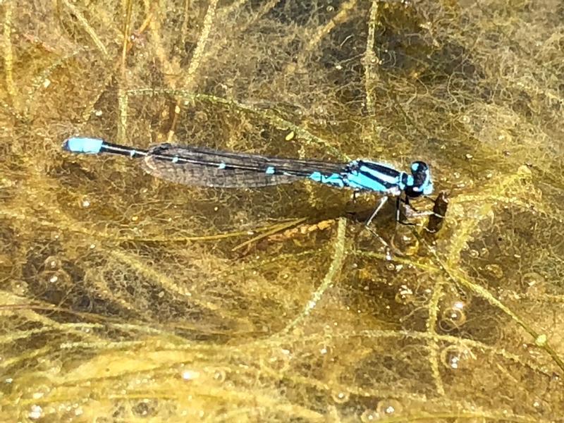 Photo of Skimming Bluet